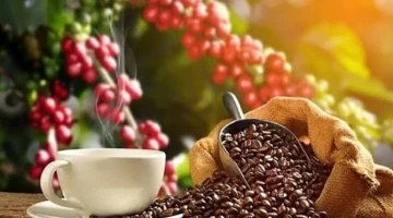 انخفاض سعر بن روبوستا 170 دولاراً للطن ينهي استقراره عند أدنى مستوى